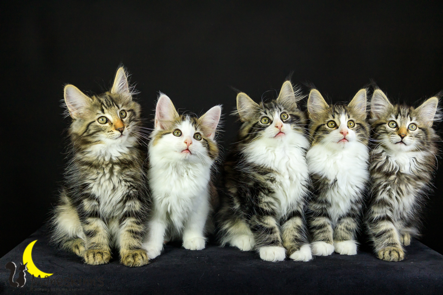 Wurf M (76 Tage alt)