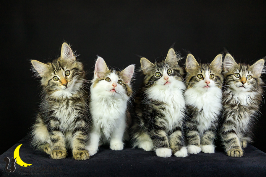 Wurf M (76 Tage alt)