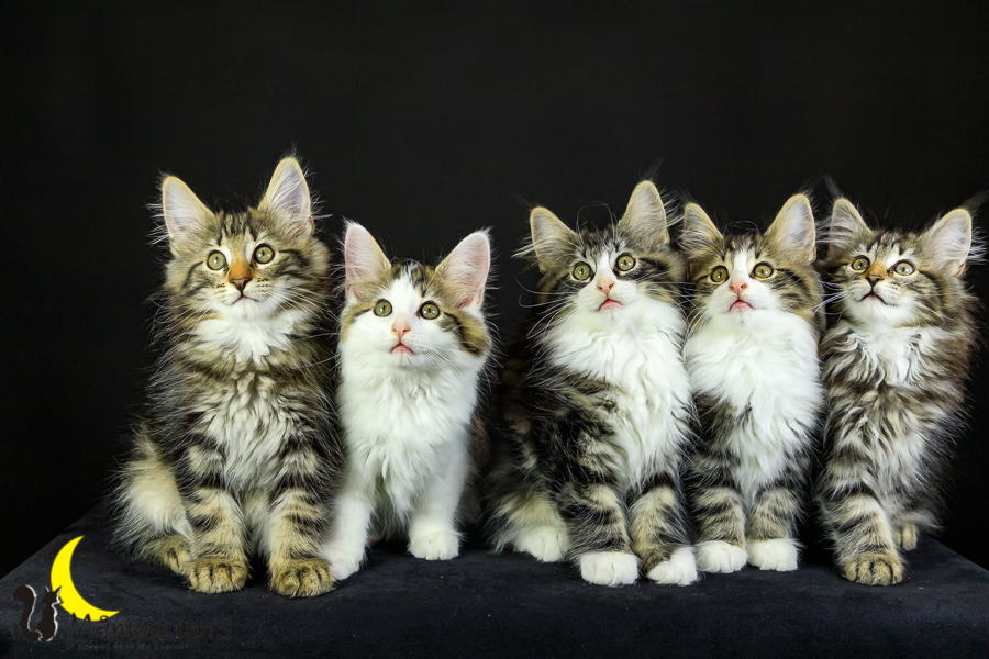 Wurf M (76 Tage alt)