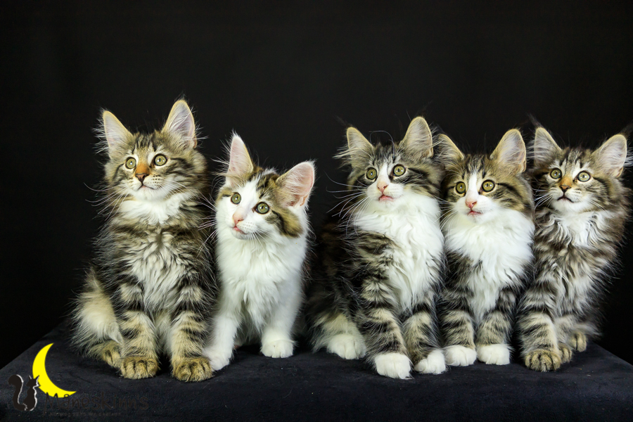 Wurf M (76 Tage alt)