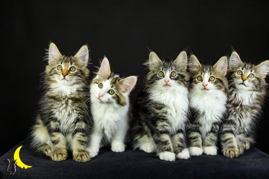 Wurf M (76 Tage alt)