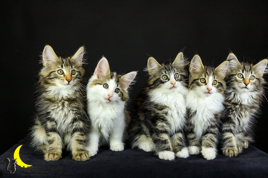 Wurf M (76 Tage alt)