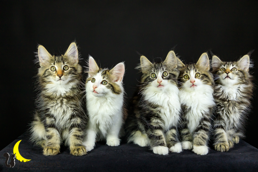 Wurf M (76 Tage alt)