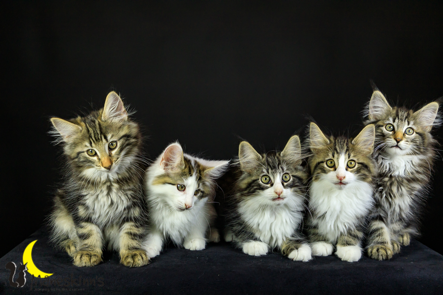 Wurf M (76 Tage alt)