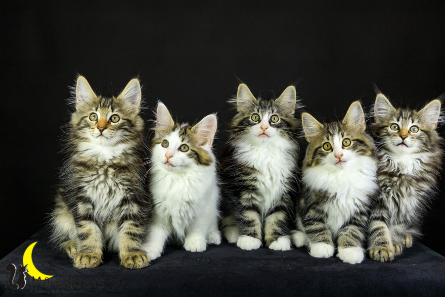 Wurf M (76 Tage alt)