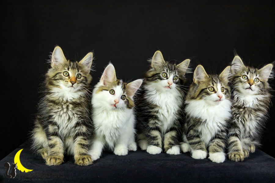 Wurf M (76 Tage alt)