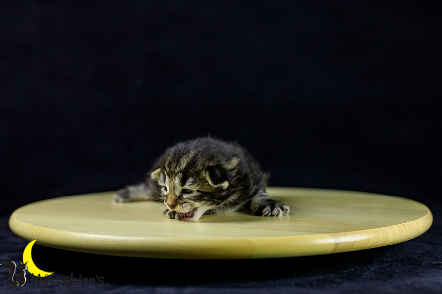 Marvin (14 Tage alt)