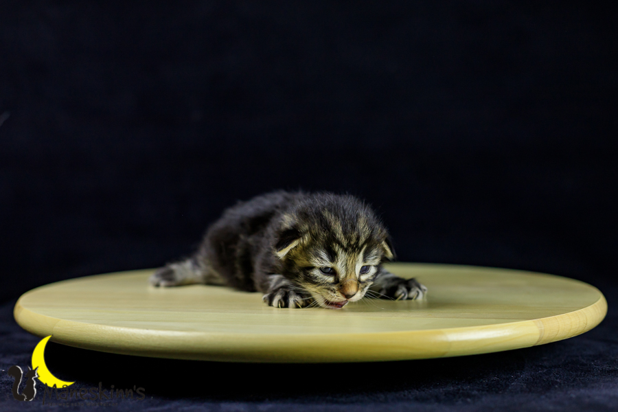 Marvin (14 Tage alt)