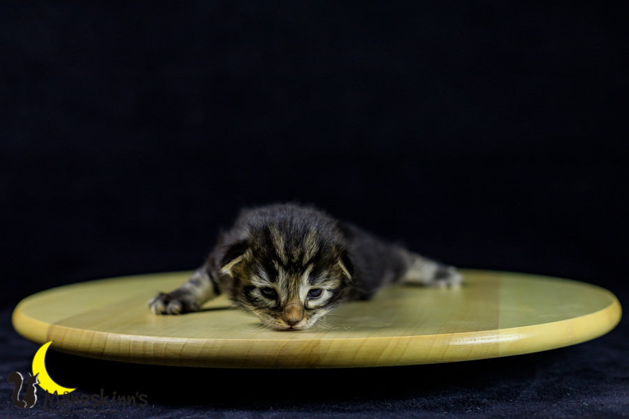 Marvin (14 Tage alt)