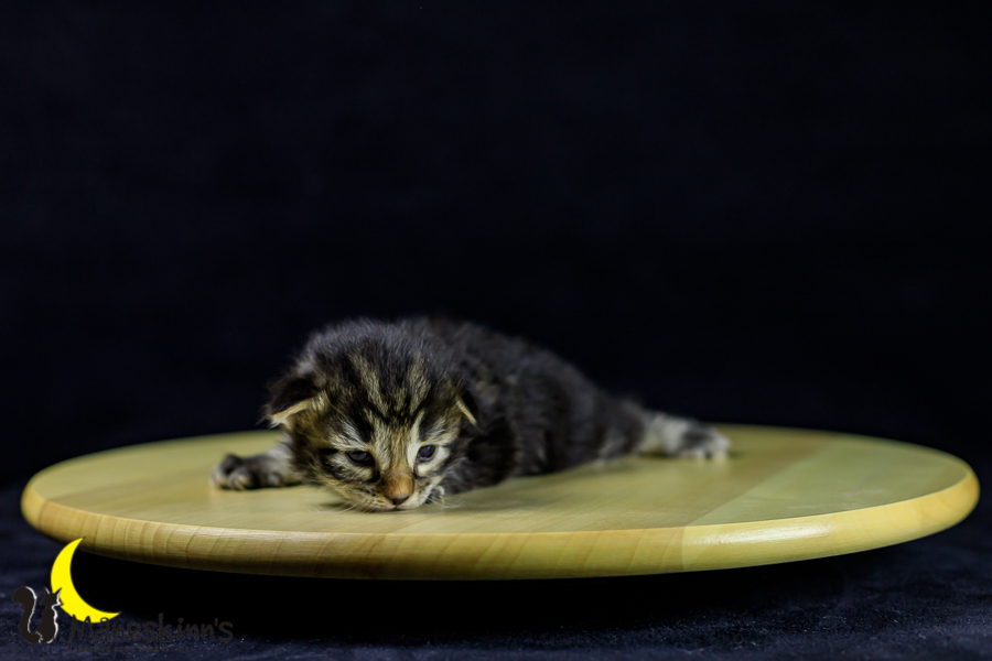 Marvin (14 Tage alt)