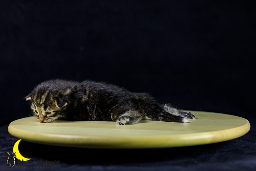 Marvin (14 Tage alt)