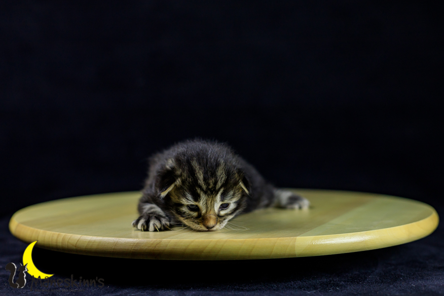 Marvin (14 Tage alt)