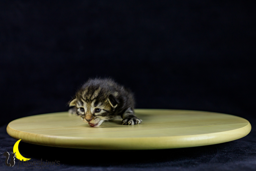 Marvin (14 Tage alt)