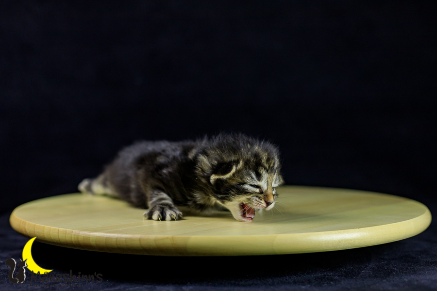 Marvin (14 Tage alt)