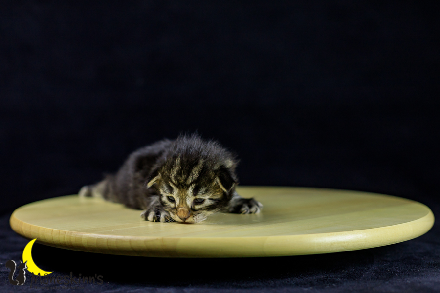 Marvin (14 Tage alt)