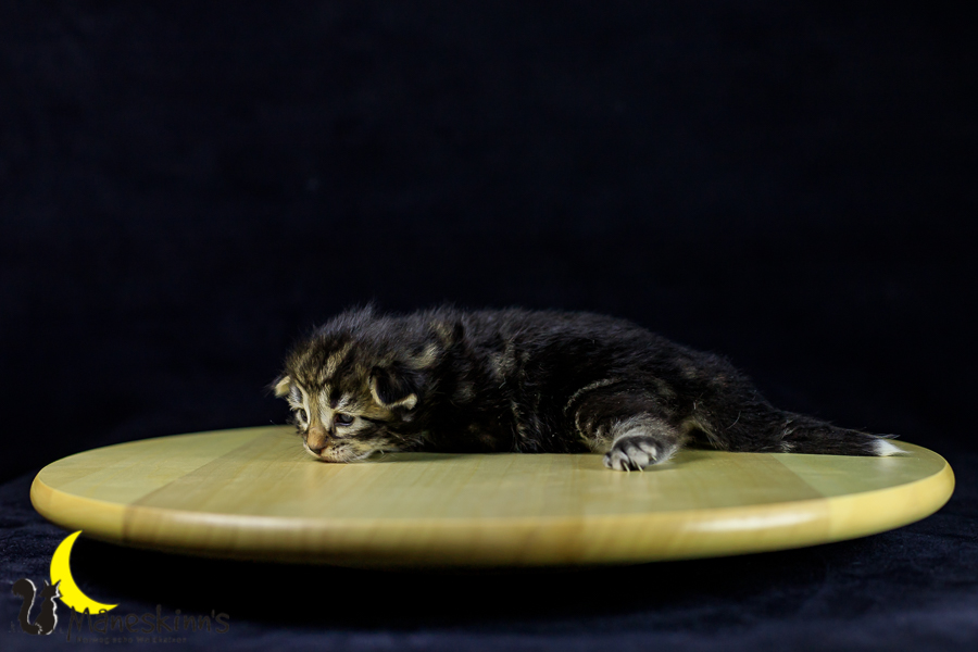 Marvin (14 Tage alt)