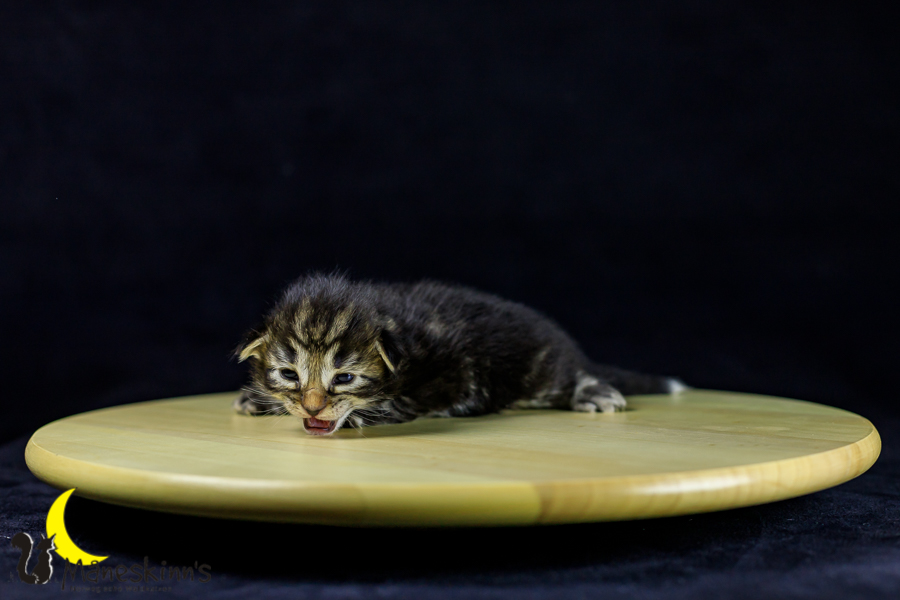 Marvin (14 Tage alt)