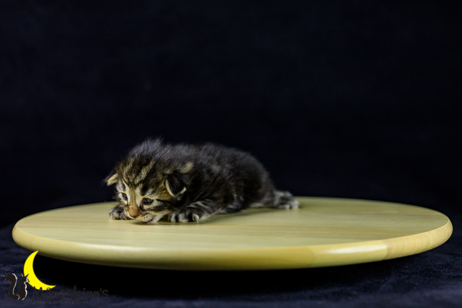 Marvin (14 Tage alt)