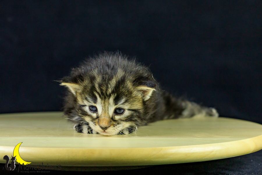 Marvin (21 Tage alt)