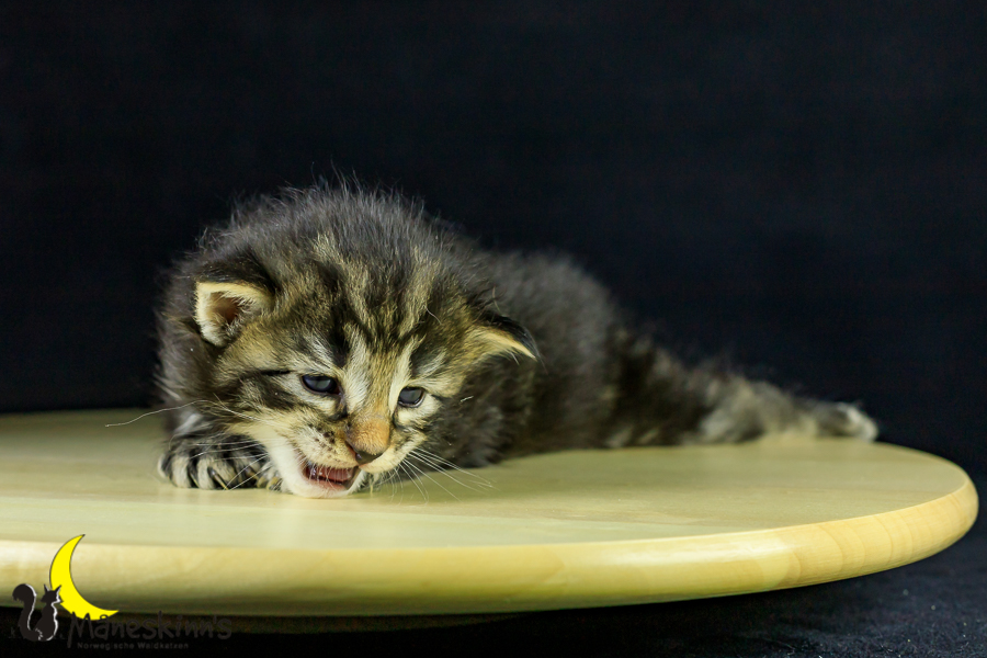 Marvin (21 Tage alt)