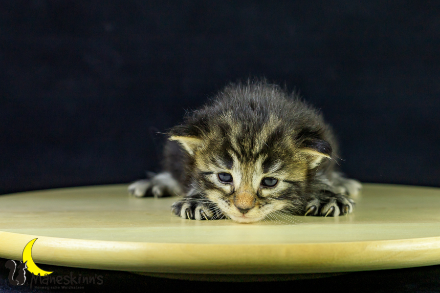 Marvin (21 Tage alt)