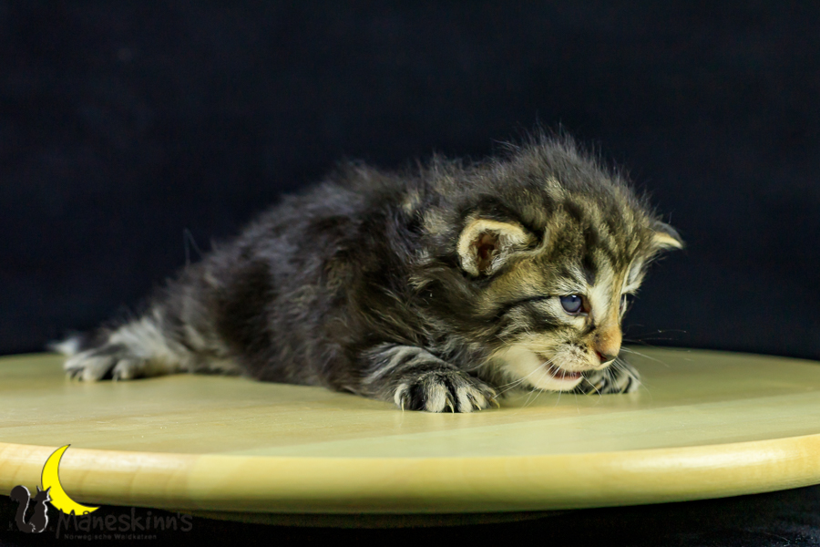 Marvin (21 Tage alt)