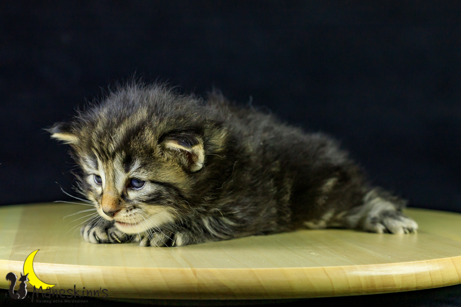 Marvin (21 Tage alt)