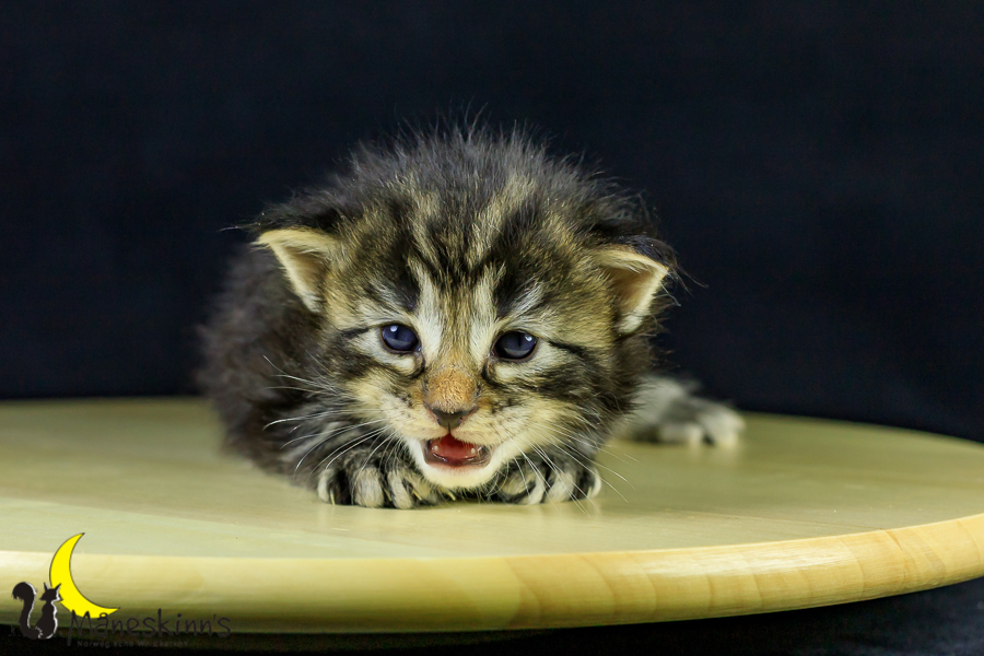 Marvin (21 Tage alt)