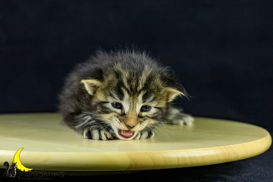 Marvin (21 Tage alt)