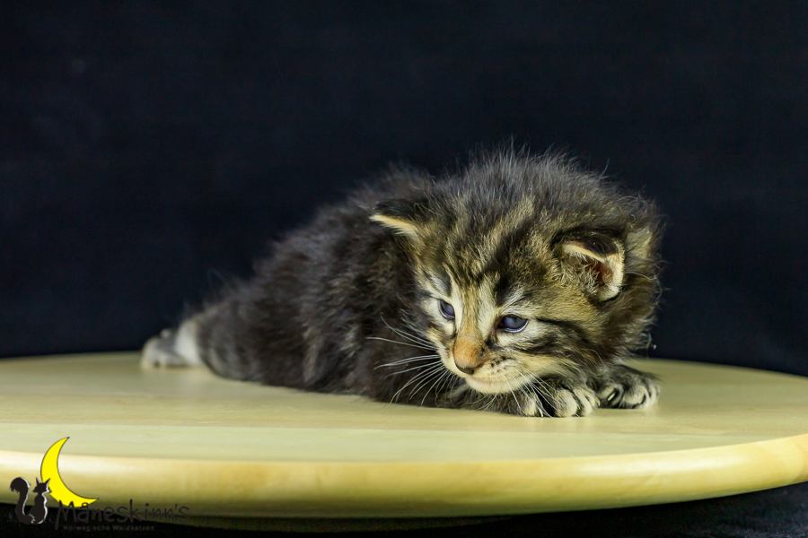 Marvin (21 Tage alt)