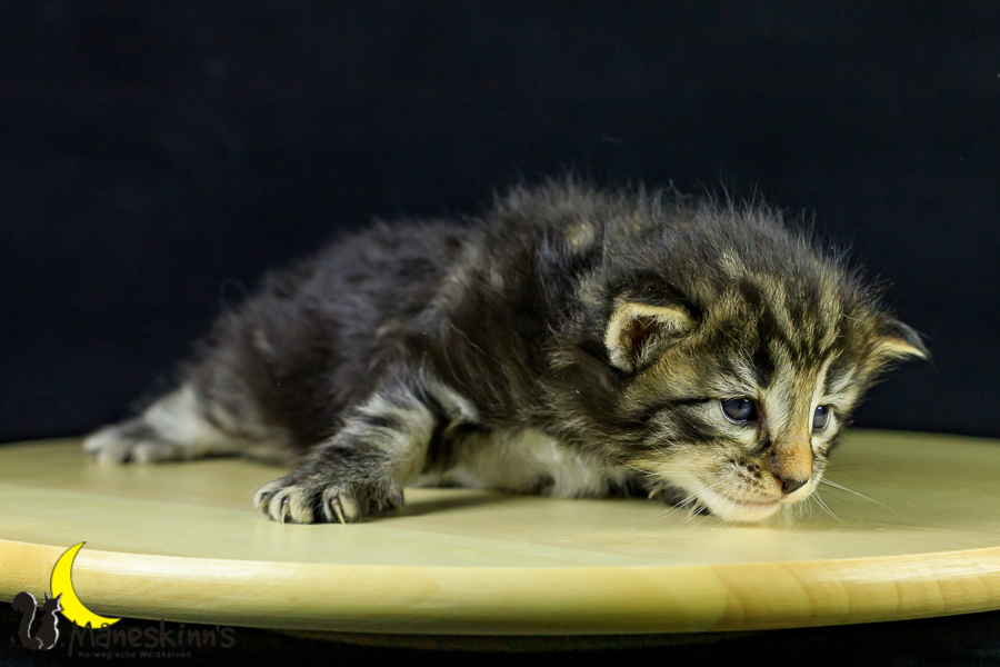 Marvin (21 Tage alt)