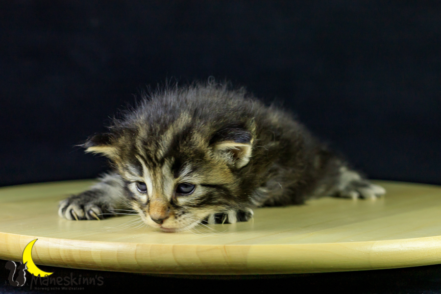 Marvin (21 Tage alt)