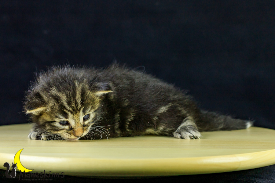 Marvin (21 Tage alt)