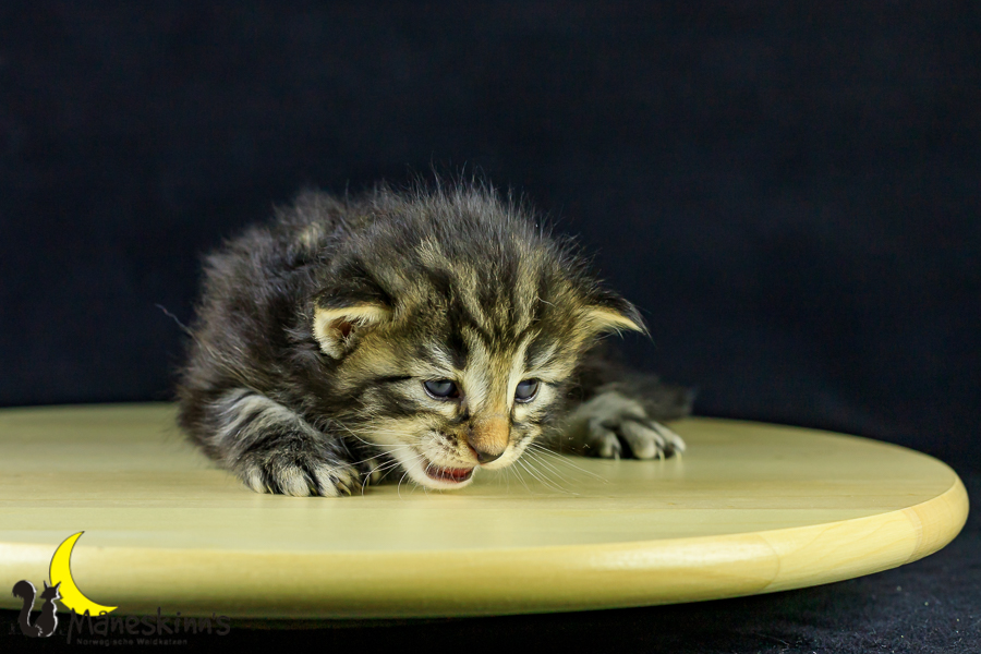 Marvin (21 Tage alt)