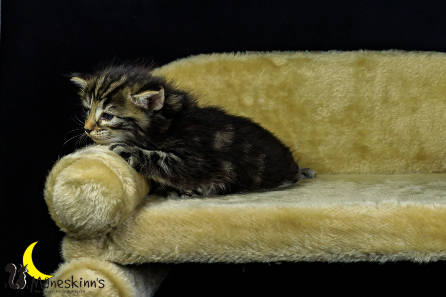 Marvin (27 Tage alt)