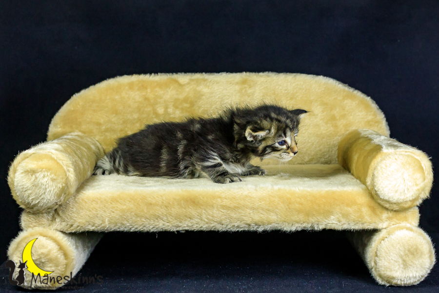 Marvin (27 Tage alt)