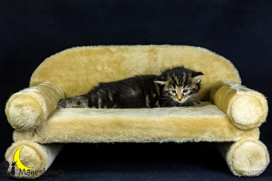 Marvin (27 Tage alt)