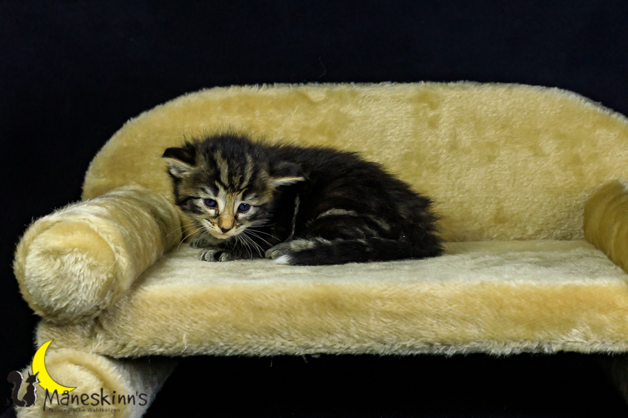 Marvin (27 Tage alt)