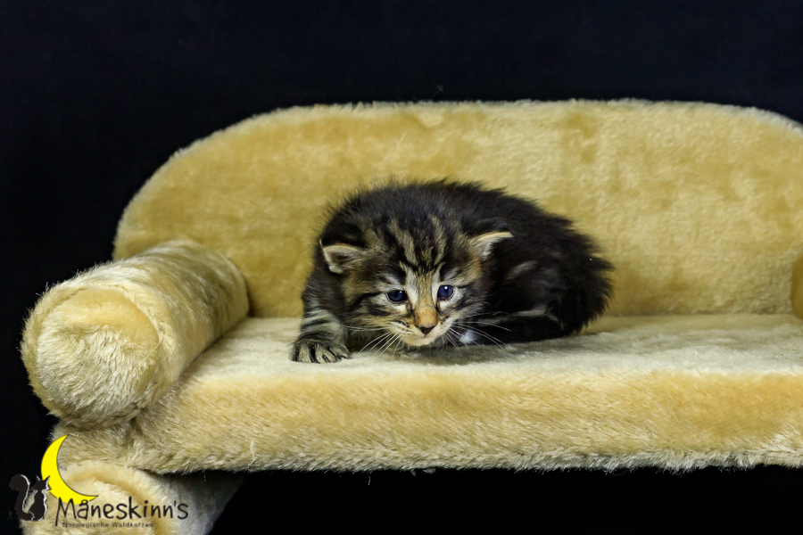 Marvin (27 Tage alt)