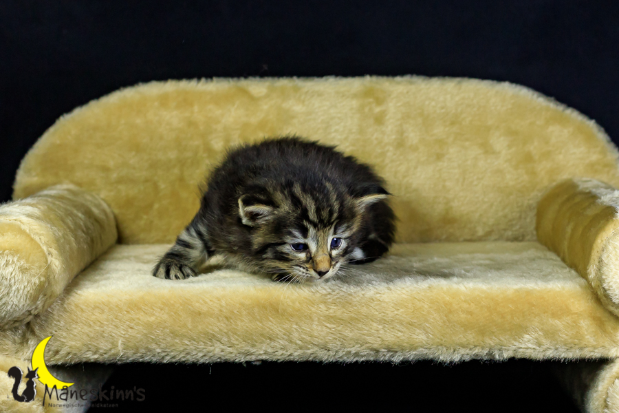 Marvin (27 Tage alt)