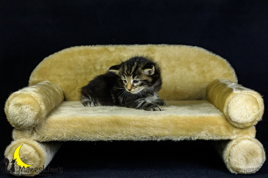 Marvin (27 Tage alt)