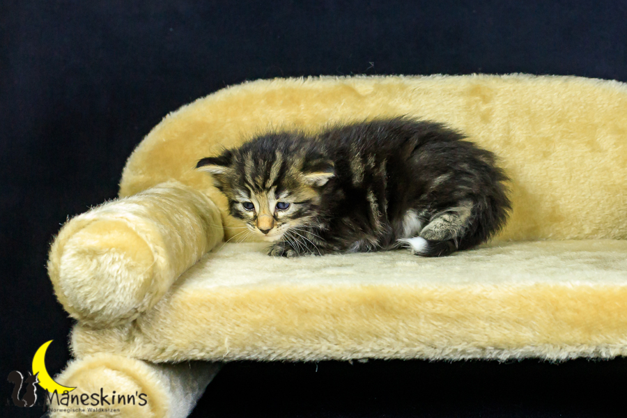 Marvin (27 Tage alt)