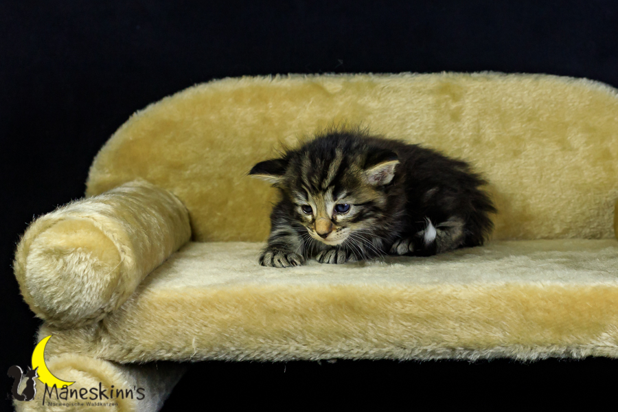 Marvin (27 Tage alt)