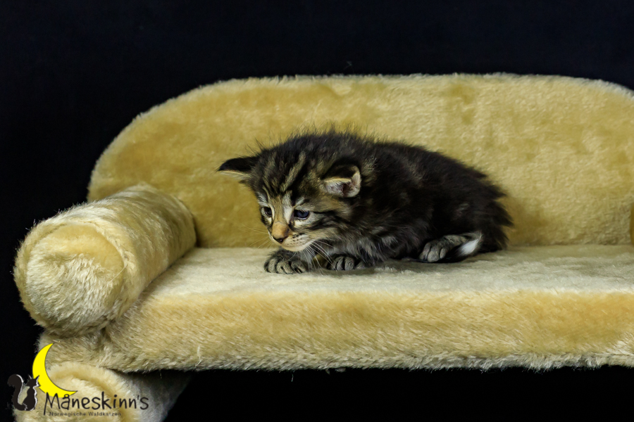 Marvin (27 Tage alt)