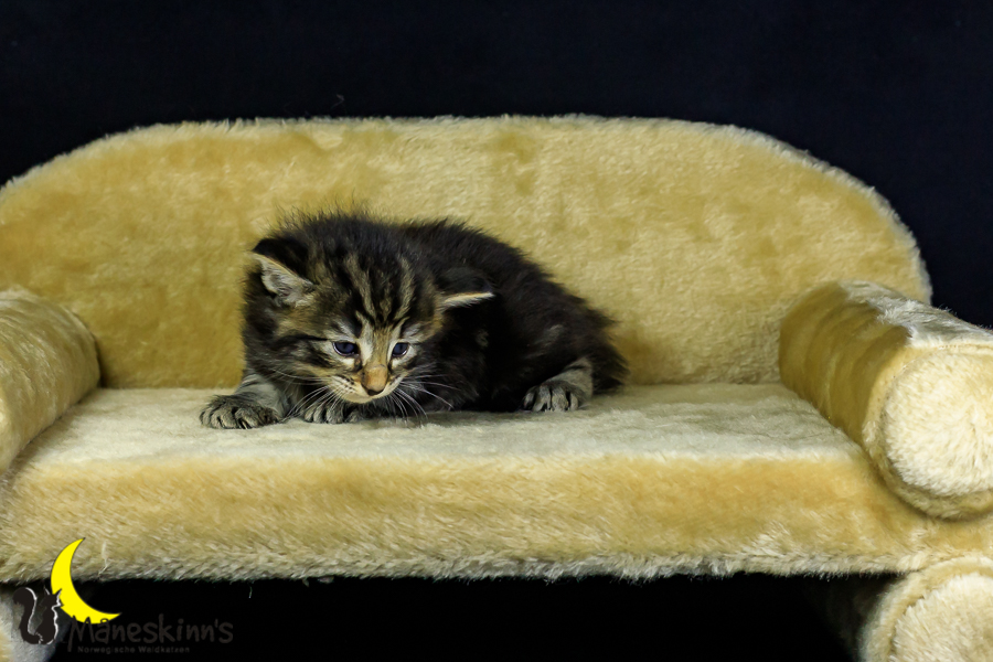 Marvin (27 Tage alt)