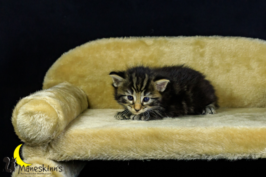 Marvin (27 Tage alt)