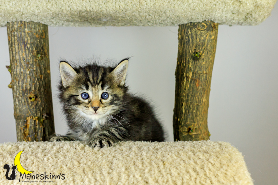 Marvin (34 Tage alt)