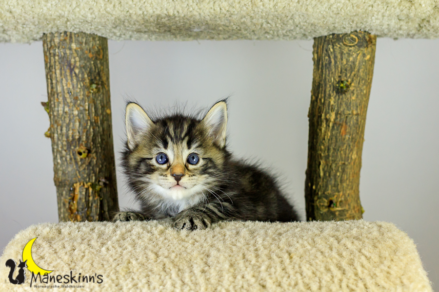 Marvin (34 Tage alt)