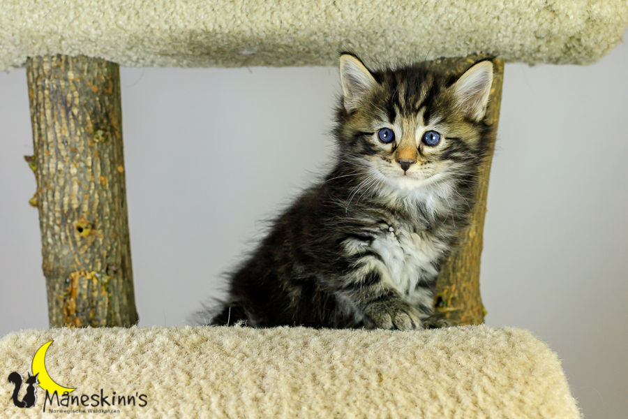 Marvin (34 Tage alt)