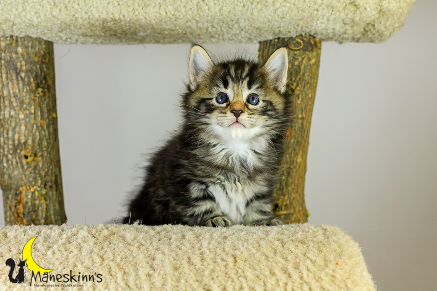 Marvin (34 Tage alt)